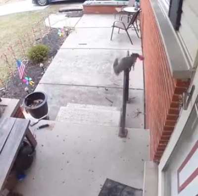 This woman always feeds a squirrel and that squirrel returns the favor by leaving a cookie out for her