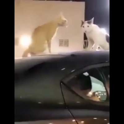 Tf you looking at