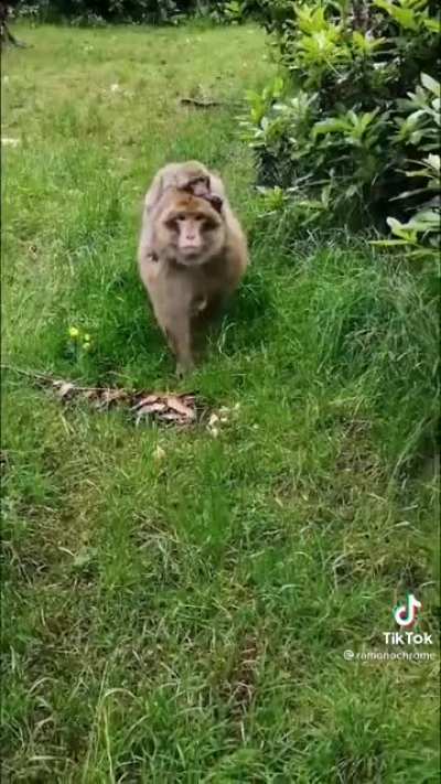 Monke in the bush