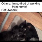 There's no shortage of cute with cats around