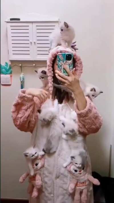 I am a Cat Tree now