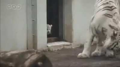 Little tiger with a big pounce!
