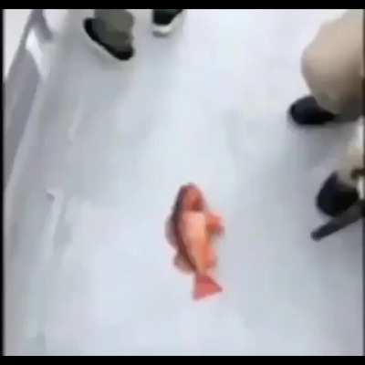 🐟💨