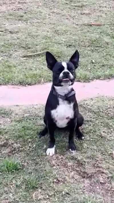 Here’s my dog BEANS with a BLEP