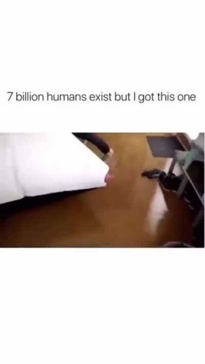 Stupid hooman
