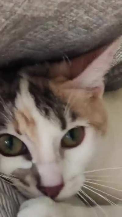 Hopefully this meet the criteria of this sub. She's my cat, her name is Software.