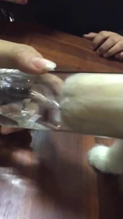 Pour the cat some water in bowl