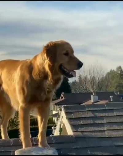 Wyze retriever