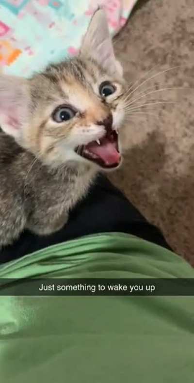 Former foster feline feels frenzied (meet Ziti)