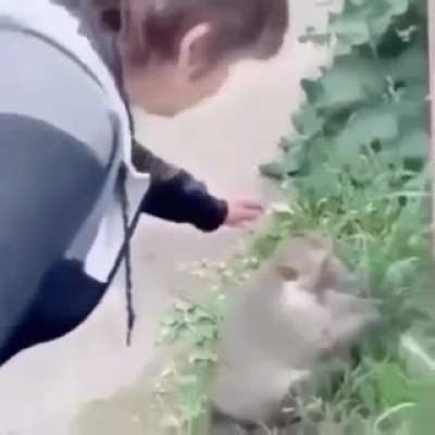 monke go wa