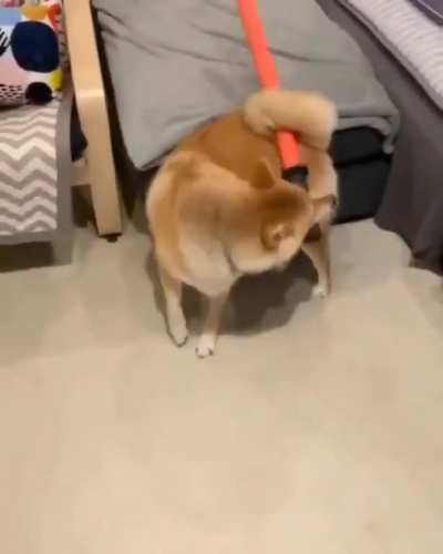 Dog is angry