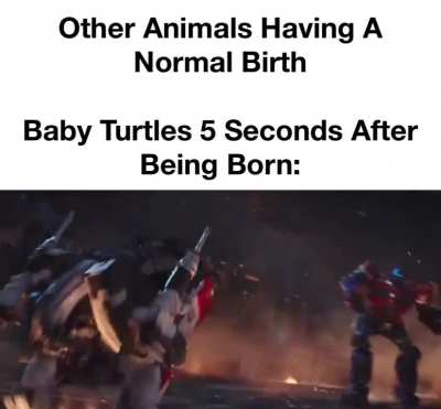 “You’ll Never Stop At One, I’ll Take You All On”- Baby Turtle