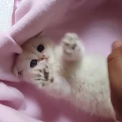 Angry Bebe