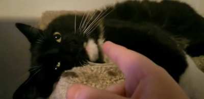 Hi, am I allowed to pet you?
