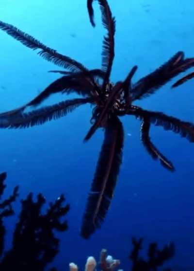 Feather Stars, 200 million year old creatures in the ocean