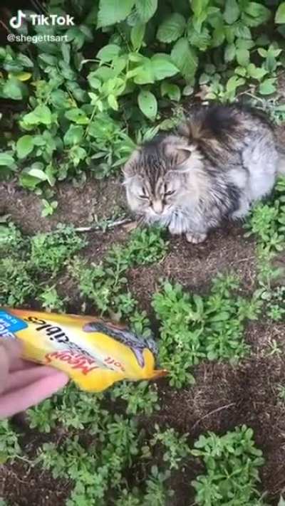 Meow mix
