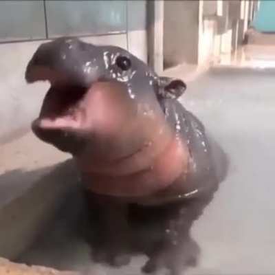 Watter puppy
