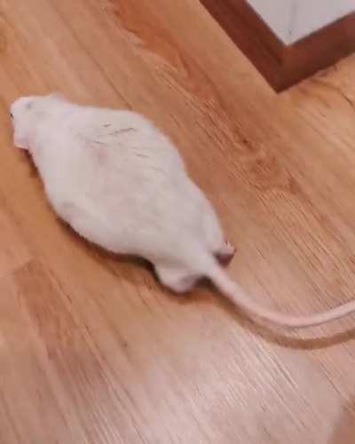 Wiggly peanuts