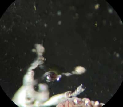I was trying to film this tiny springtail (1mm) and got photobombed by a weevil.