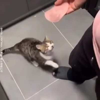 Perfectly cut smack