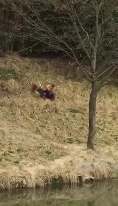 Man gets mauled by tigers
