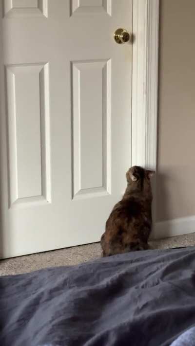 She’s learned that tearing up the door frame is a guaranteed way to get attention from us when she’s hungry.
