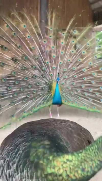 Peacock gets dressed up to impress his crush but she refuses to look at him...