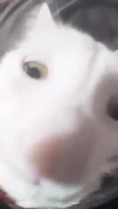 The Intruder