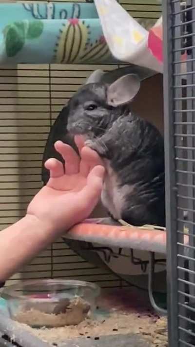 Trico was biting my dad’s nail and accidentally bit him. No dads or chinchillas were harmed- well, maybe my dad was.