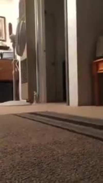 Oh lawd he comin