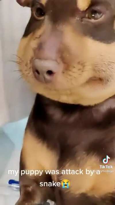 Snek attacked a pup :(