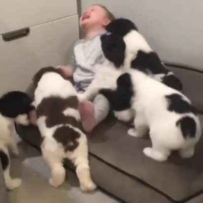 Tons of puppy love