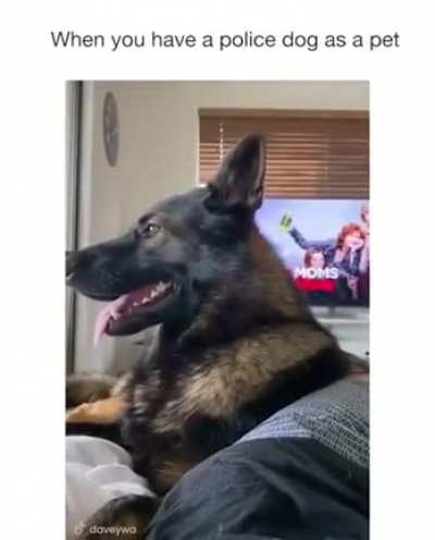 Police dog remains alert even on his day off