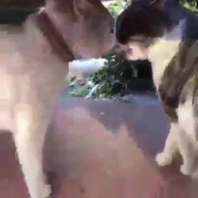 Perfectly Cat Screams