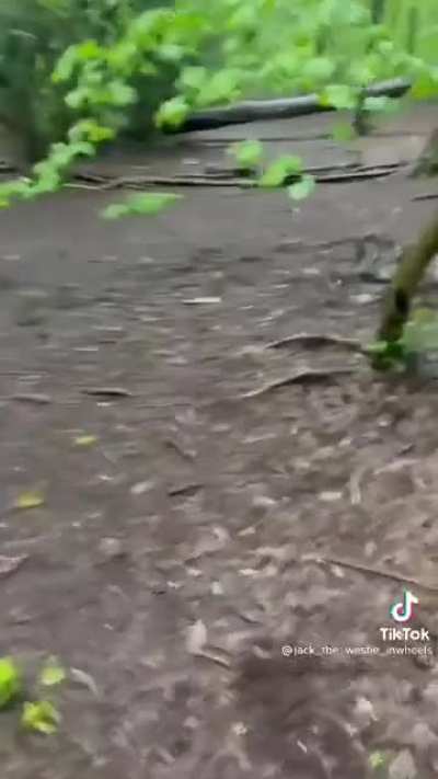 Don’t let your dog out of your sight.