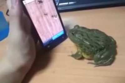frog meets fing