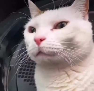 Mew Master