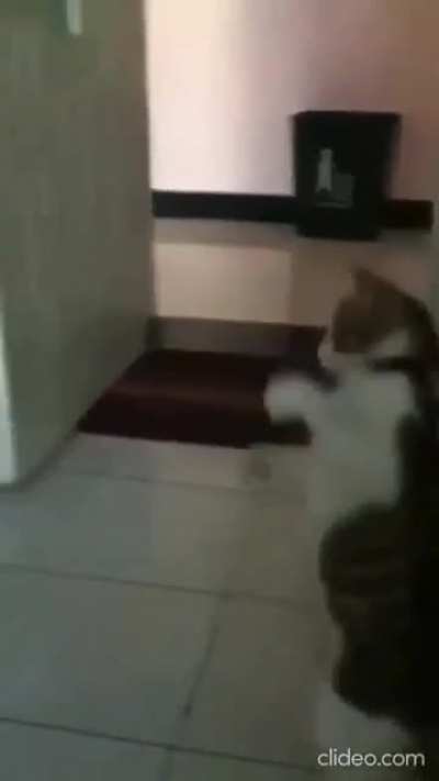 Gigacat😼