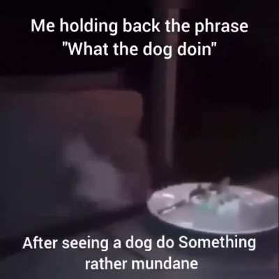what the dog doin?