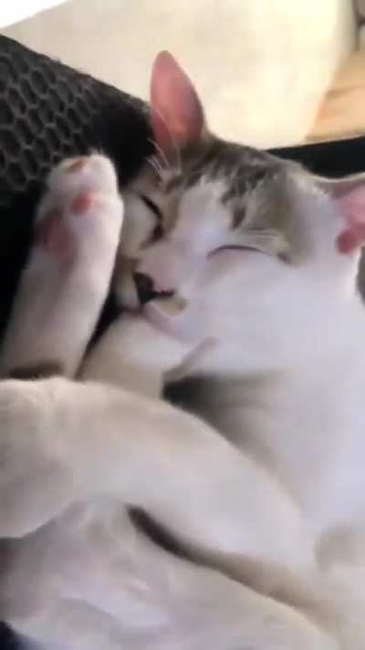 cat of the day 372 i posted this 2 days ago but it didn’t upload (crazy)