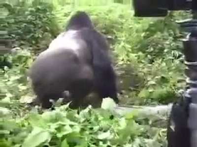 A gorilla's gentle reminder that he could easily kill you.