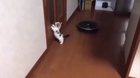 Kitty discovers tiny house public transport carriage