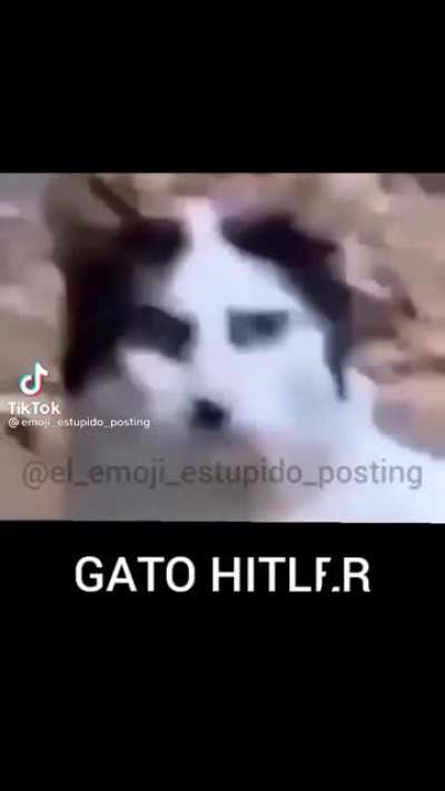 Hey kitty