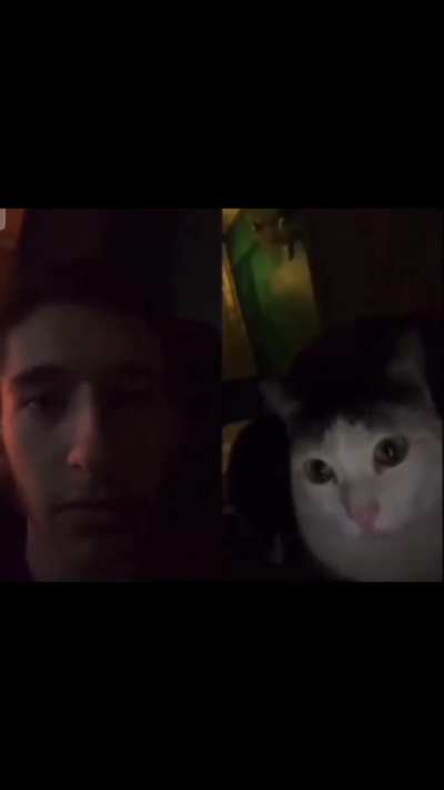 title (gato)
