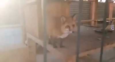 I'm confused about cutting screams, question in comments. And here's a fox scream.