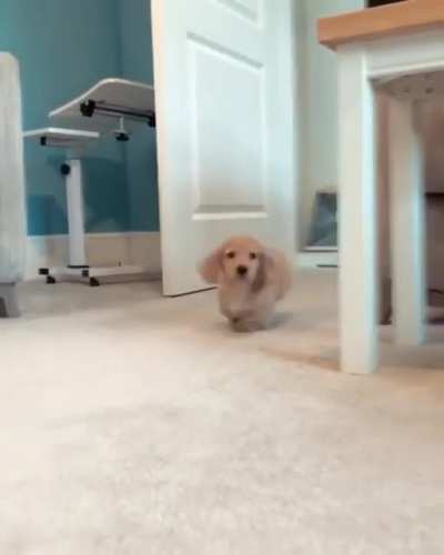 Boop Him Please