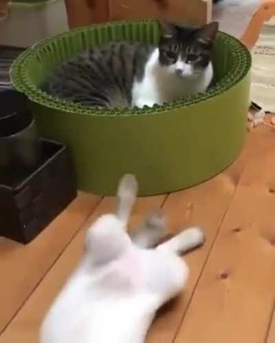 Startled