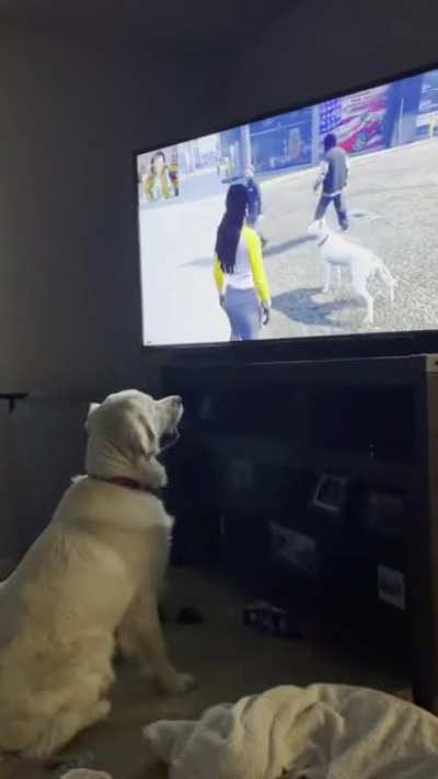 My dog Merle was really enjoying the stream the other night