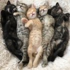 Purrrfect Sleeping babies