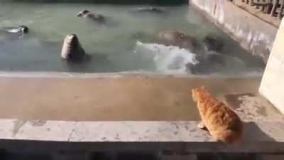 Cat slaps a seal !!